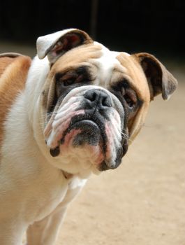 portrait of a purebred young english bulldog