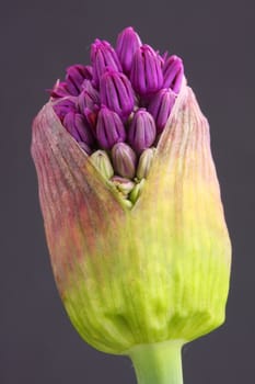 allium