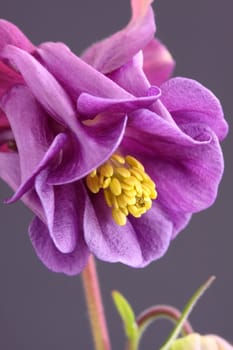 aquilegia