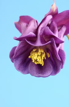 aquilegia