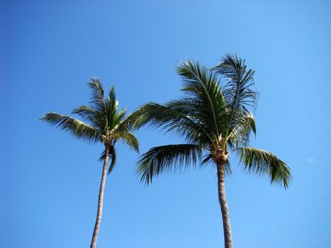 Resort. Palm trees on the Pacific coast of Mexico.