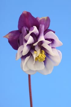 aquilegia