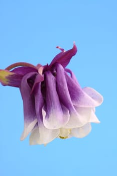 aquilegia