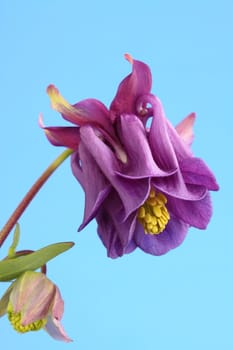 aquilegia