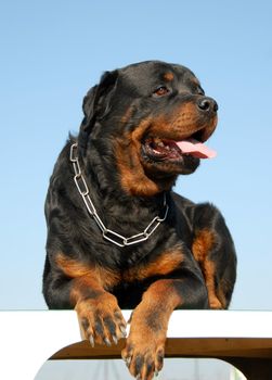portrait of a purebred rottweiler on a blue sky