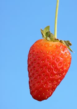 strawberry