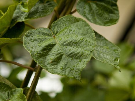 Drop water on green leaf