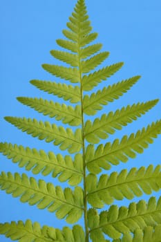 fern
