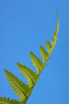 fern