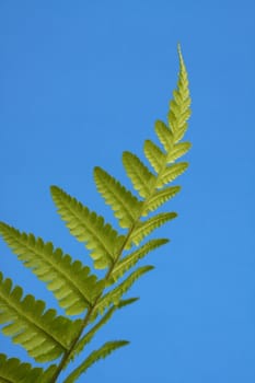 fern