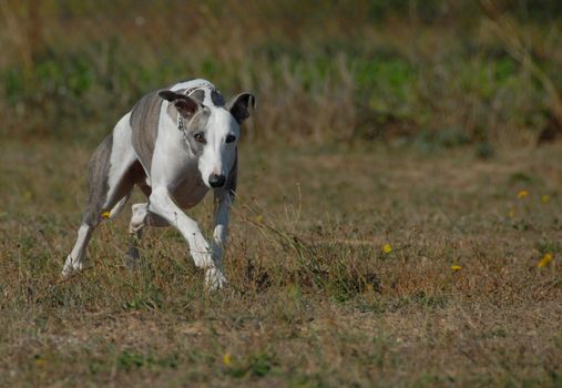 running purebred whippet dog in a field in autumn
