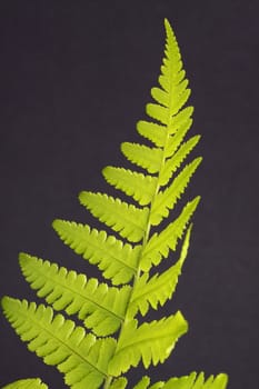 fern