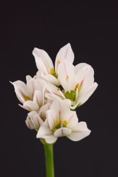 wild garlic