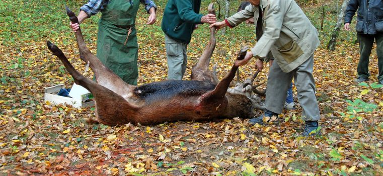 roe deer dead in a fox hunting with his butcher