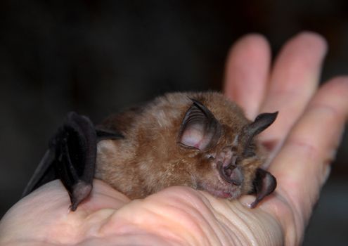 Rhinolophus ferrumequinum, little bat in the Languedoc Roussillon, France