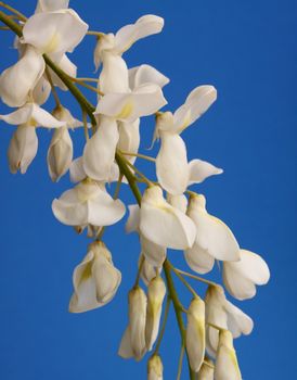 wisteria