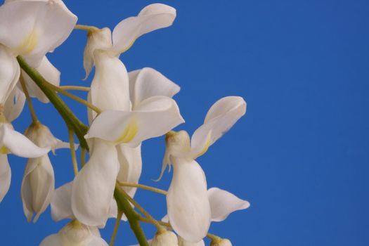 white wisteria flowers