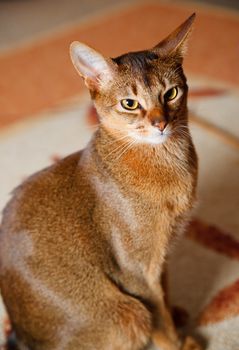 verry cool and wounderful young abyssinian cat photo