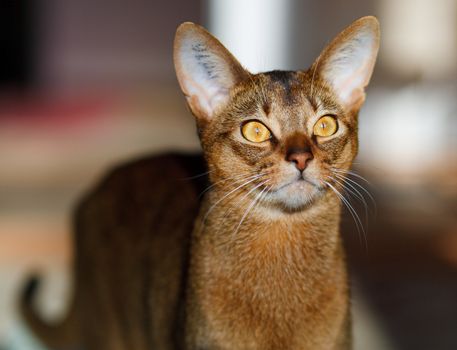 verry cool and wounderful young abyssinian cat photo