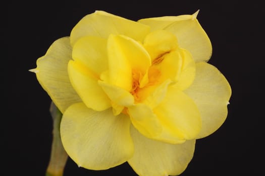 Narcissus