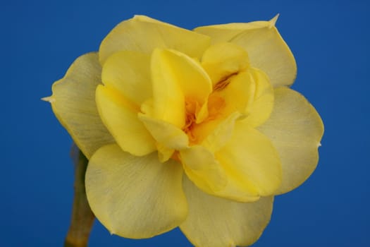 narcissus