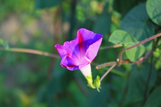 Close up of the purple ipomea flower