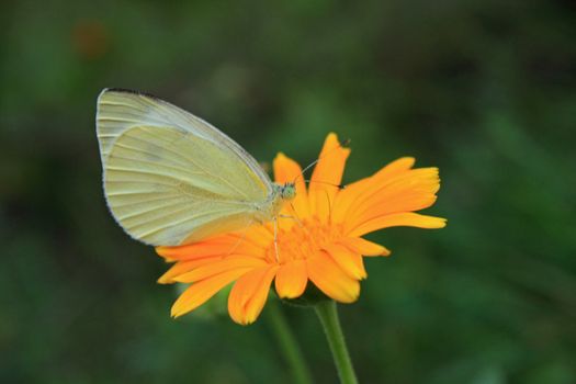 Close up of the Gonepterix  rhamni siiting on the yellow flower