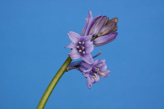 bluebell
