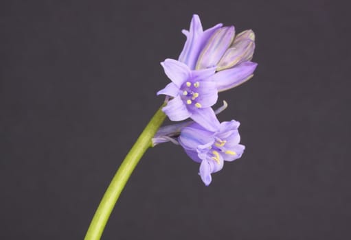 bluebell