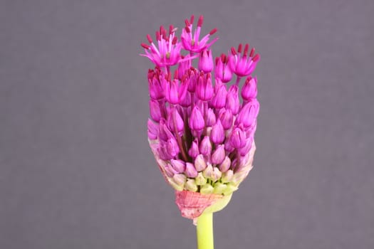 allium