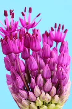 allium
