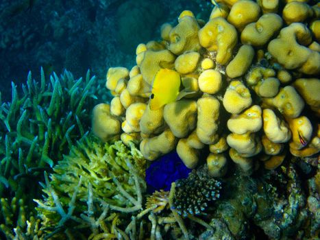 under water world at Maldives blue clear sea