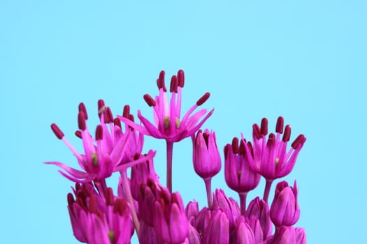 allium