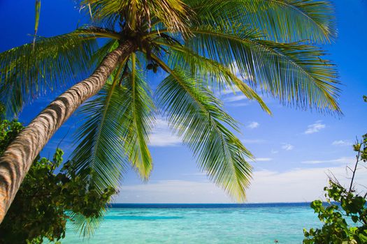 Tropical Paradise at Maldives with palms and blue sky