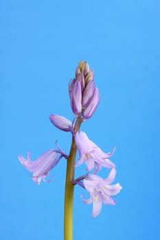 bluebell
