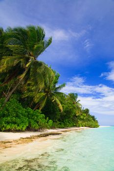 Tropical Paradise at Maldives with palms and blue sky