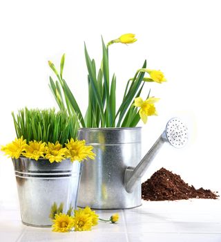 Garden pot with grass, daisies and watering can on white