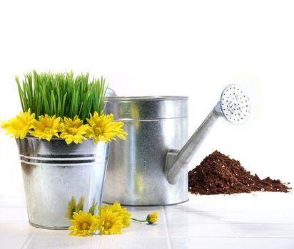 Garden pot with grass, daisies and watering can on white