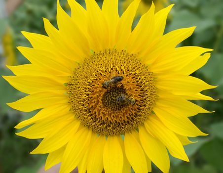 Two bees on a sunflower in a sunny day