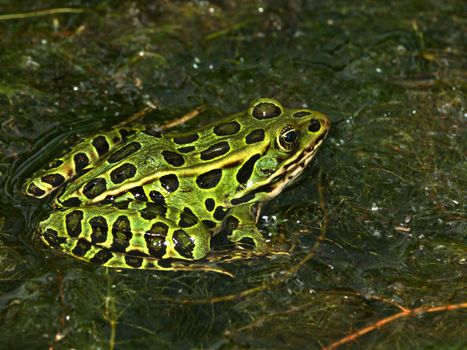 Northern Leopard Frog (Rana pipiens) at North Bass Lake in Wisconsin.