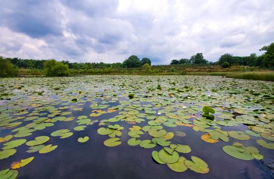pond covered with lilies on a dark cloudy day 
