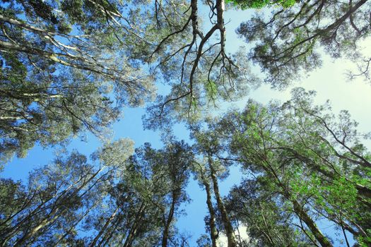 Tree canopy