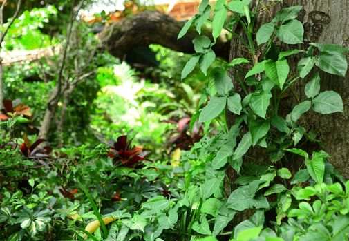 plants background
