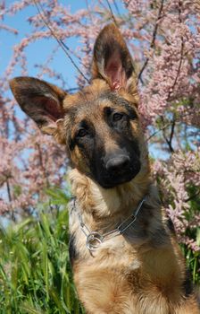 portrait of a beautiful puppy german shepherd