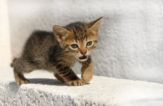 very young kitten meowing and walking on a grey background