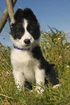 puppy border collie in a field with flowers