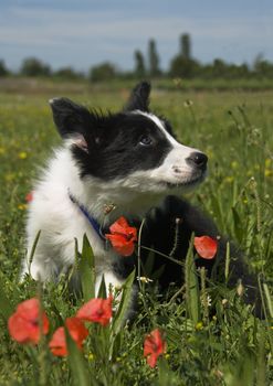 puppy border collie in a field with poppies