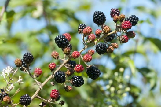 Butchers broom berries, Brumble