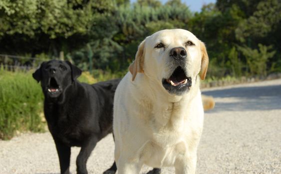 two purebred labradors retrievers barking in a garden