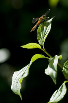 Dragonfly resting on a leaf